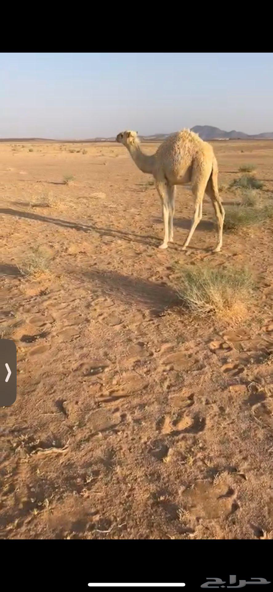 قعود قصب64446842775426110