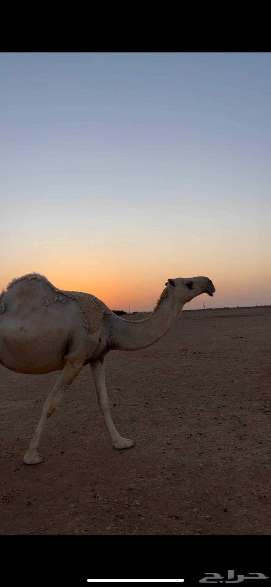ناقة للبيع لقحة على جمران ولد الهدب64443034036866110