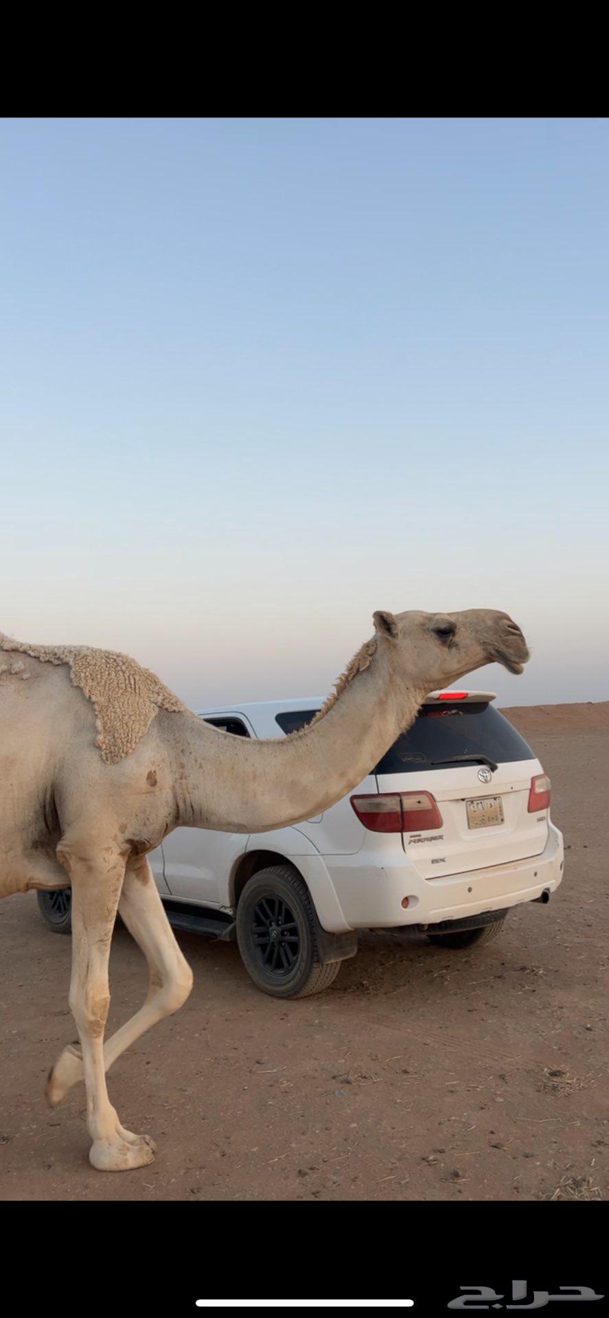 ناقة للبيع لقحة على جمران ولد الهدب64443034036866111