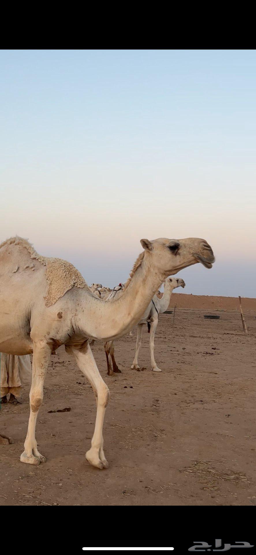 ناقة للبيع لقحة على جمران ولد الهدب64443034036866112