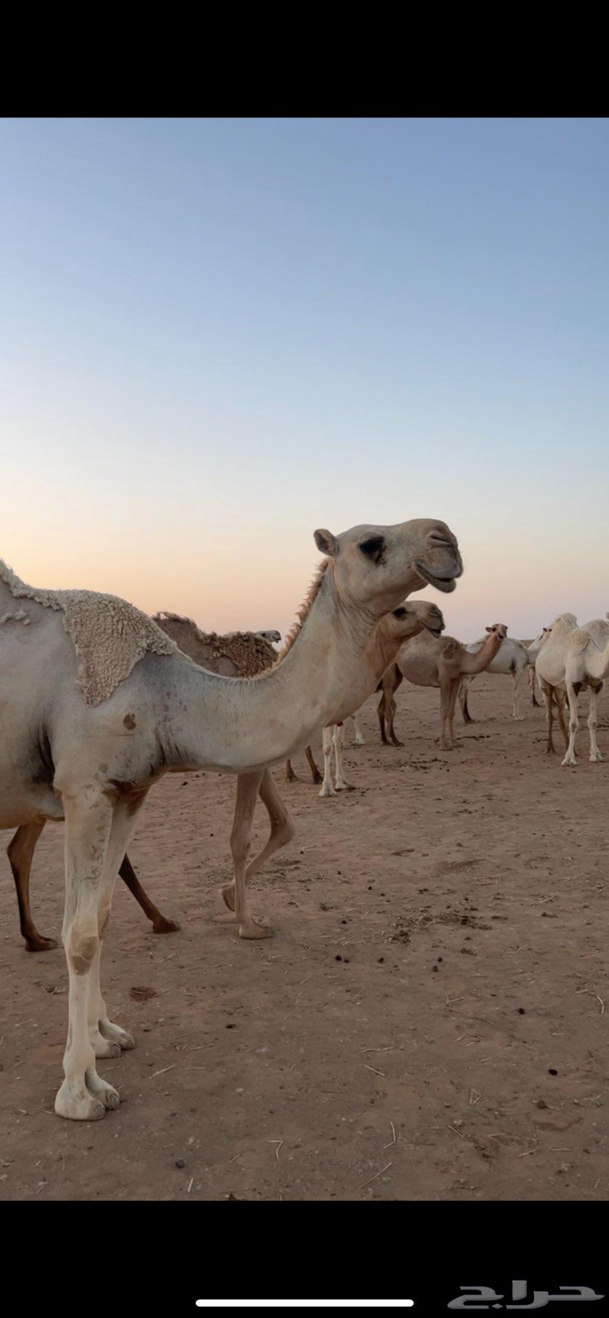 ناقة للبيع لقحة على جمران ولد الهدب64443034036866113