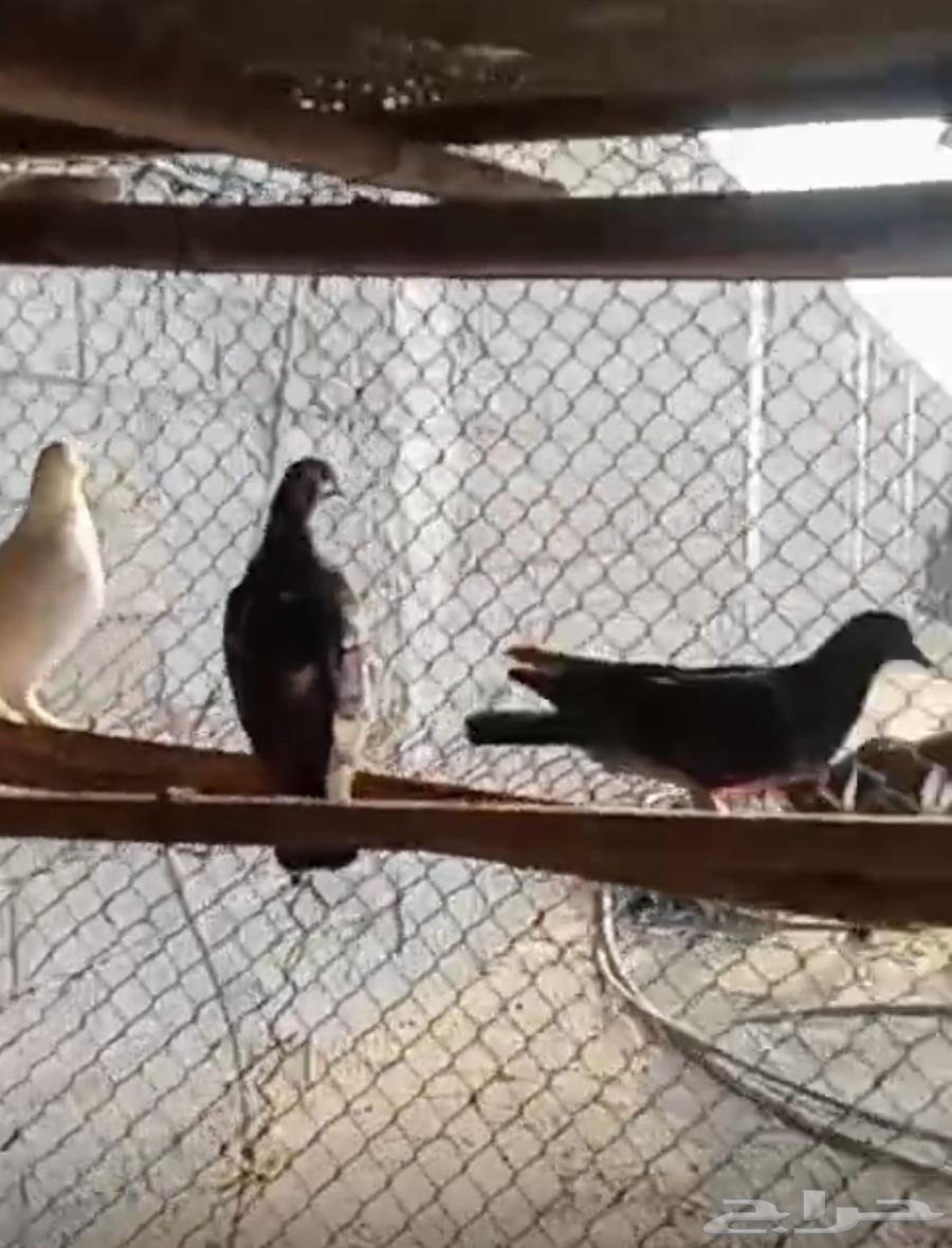 حمام وديوك للبيع64446869747586110