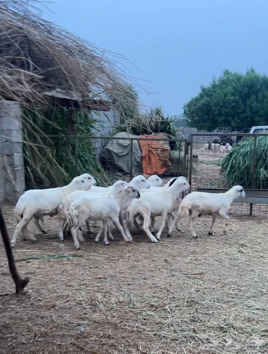 خرفان فاخرة للبيع بلدي تربية64446417104899112