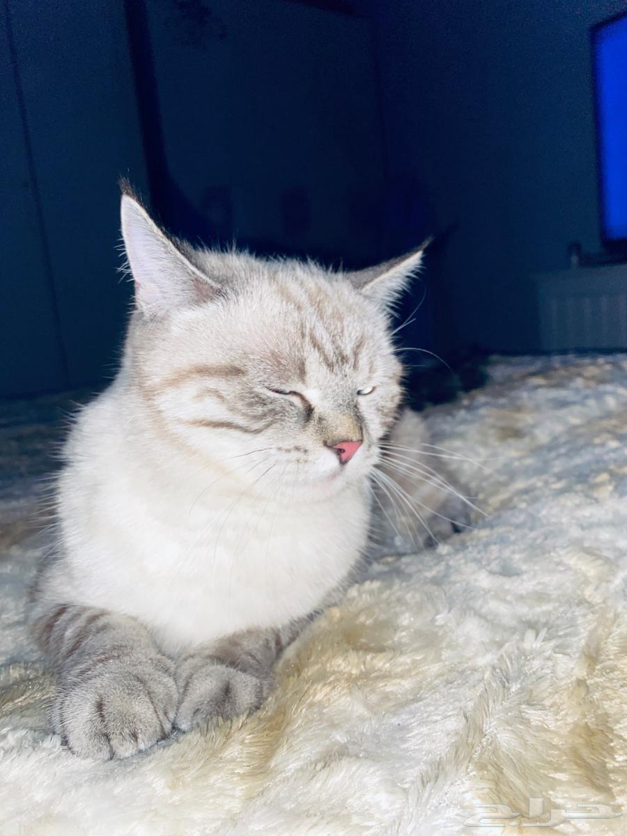 بسه اثنى للبيع مع أغراضها64445282841218111