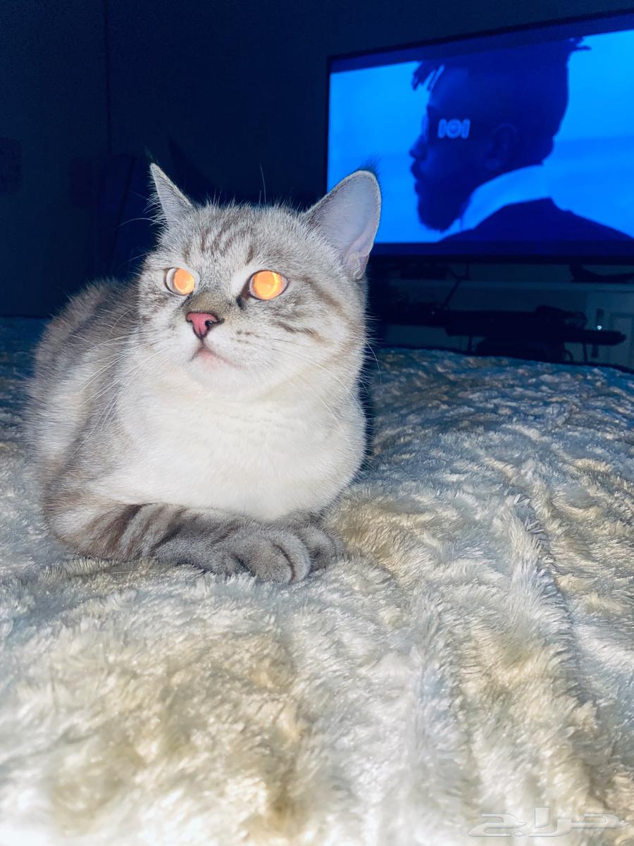 بسه اثنى للبيع مع أغراضها64445282841218112