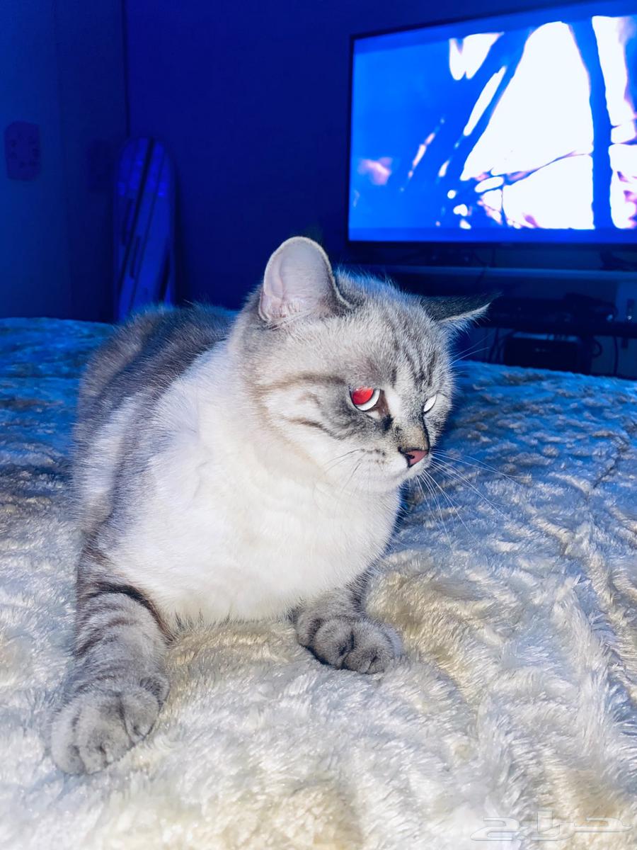 بسه اثنى للبيع مع أغراضها64445282841218110