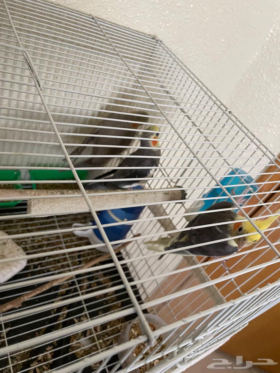 طيور كروان (2 ذكور وأنثى)64445459081602112