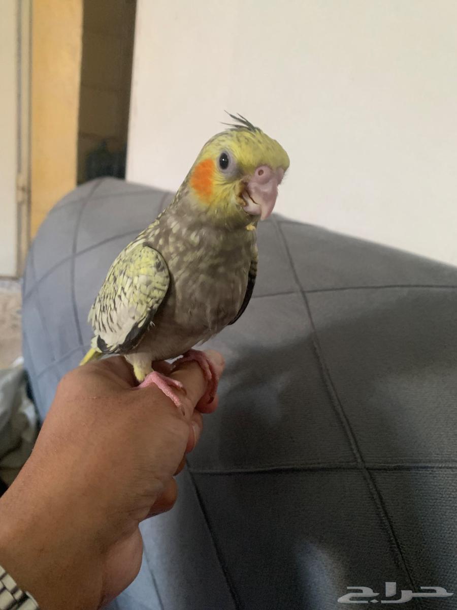 Crowan bird64445486160131111