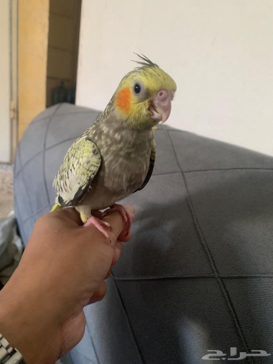 Crowan bird64445486160131112