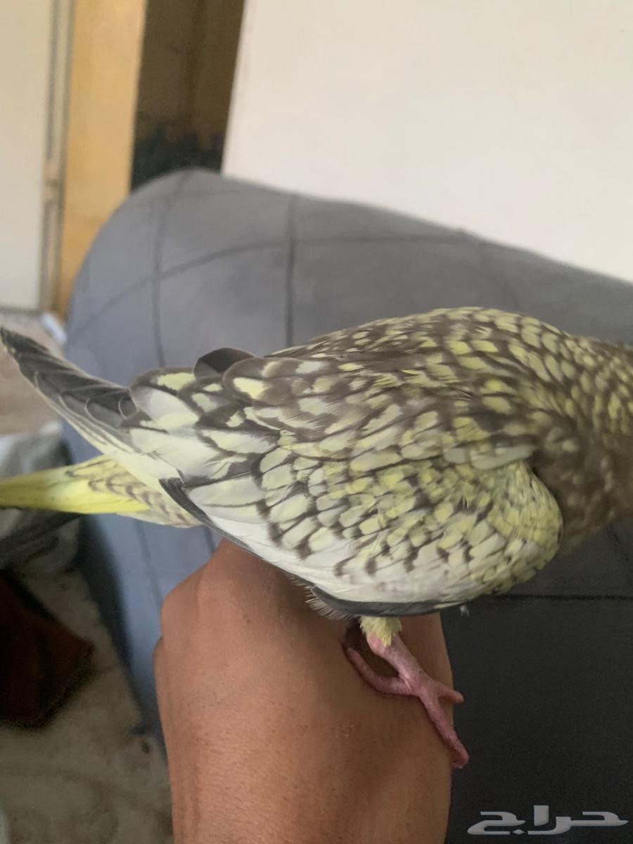 Crowan bird64445486160131113