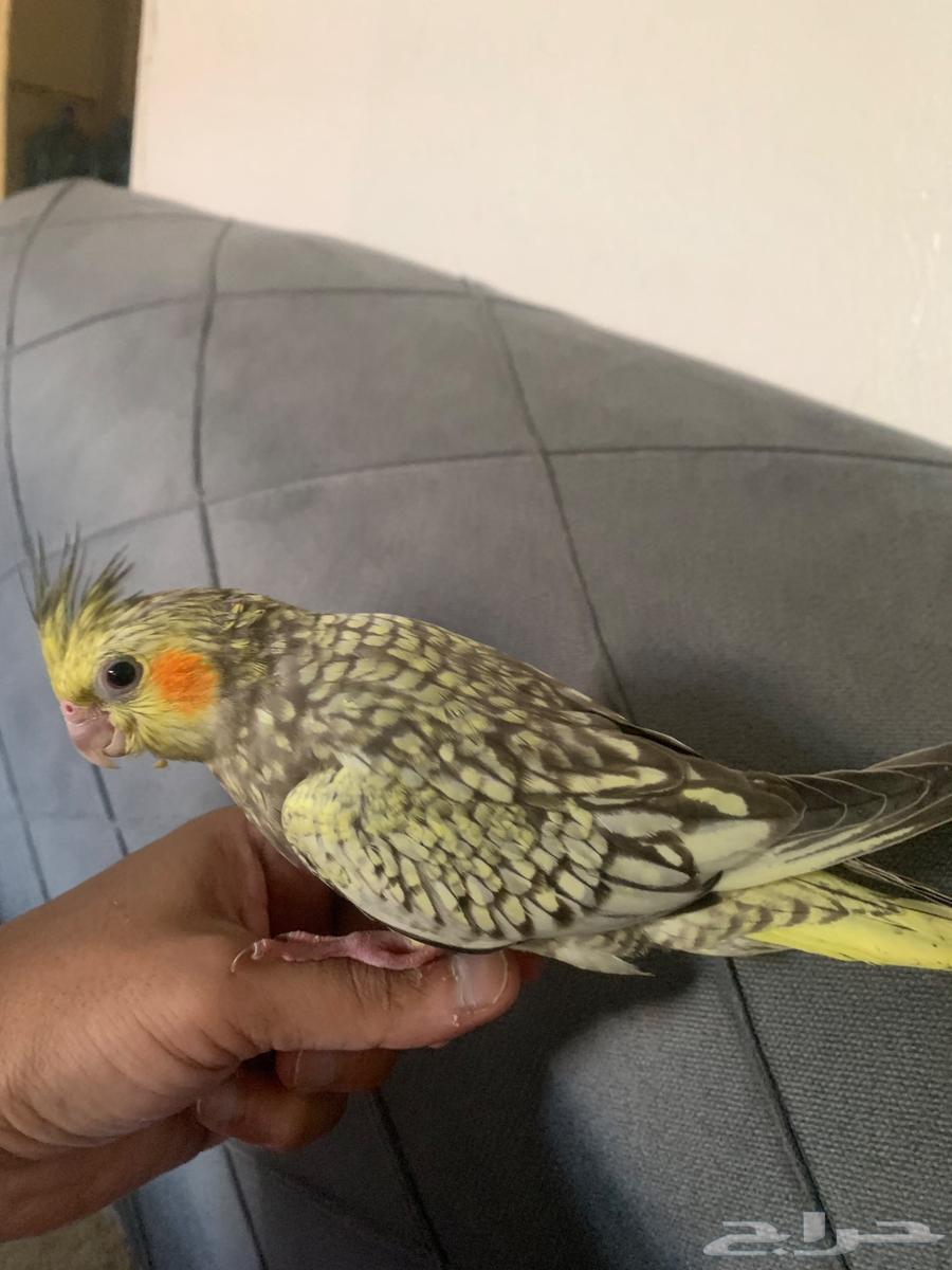 Crowan bird64445486160131110