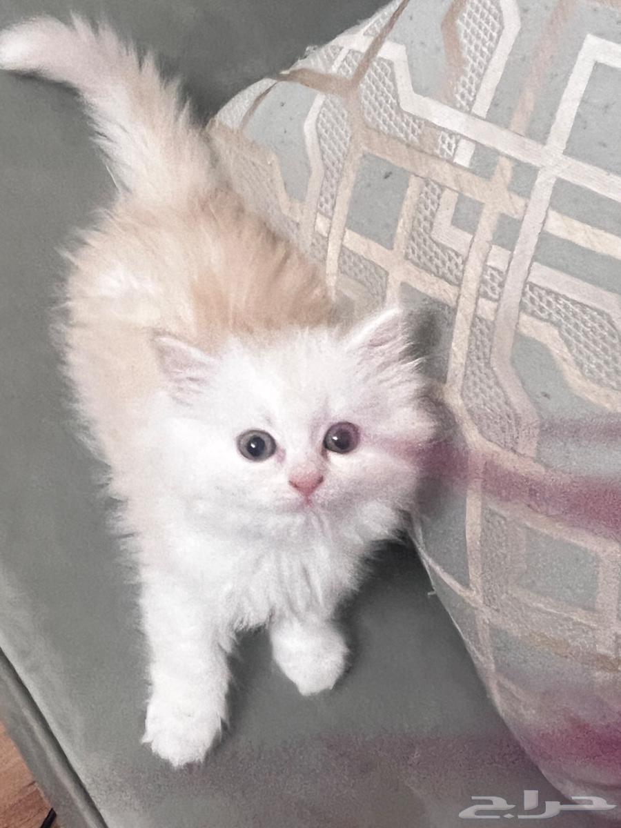 قطه للبيع ب 200 كيتن عمرها 3شهور64446256976641110