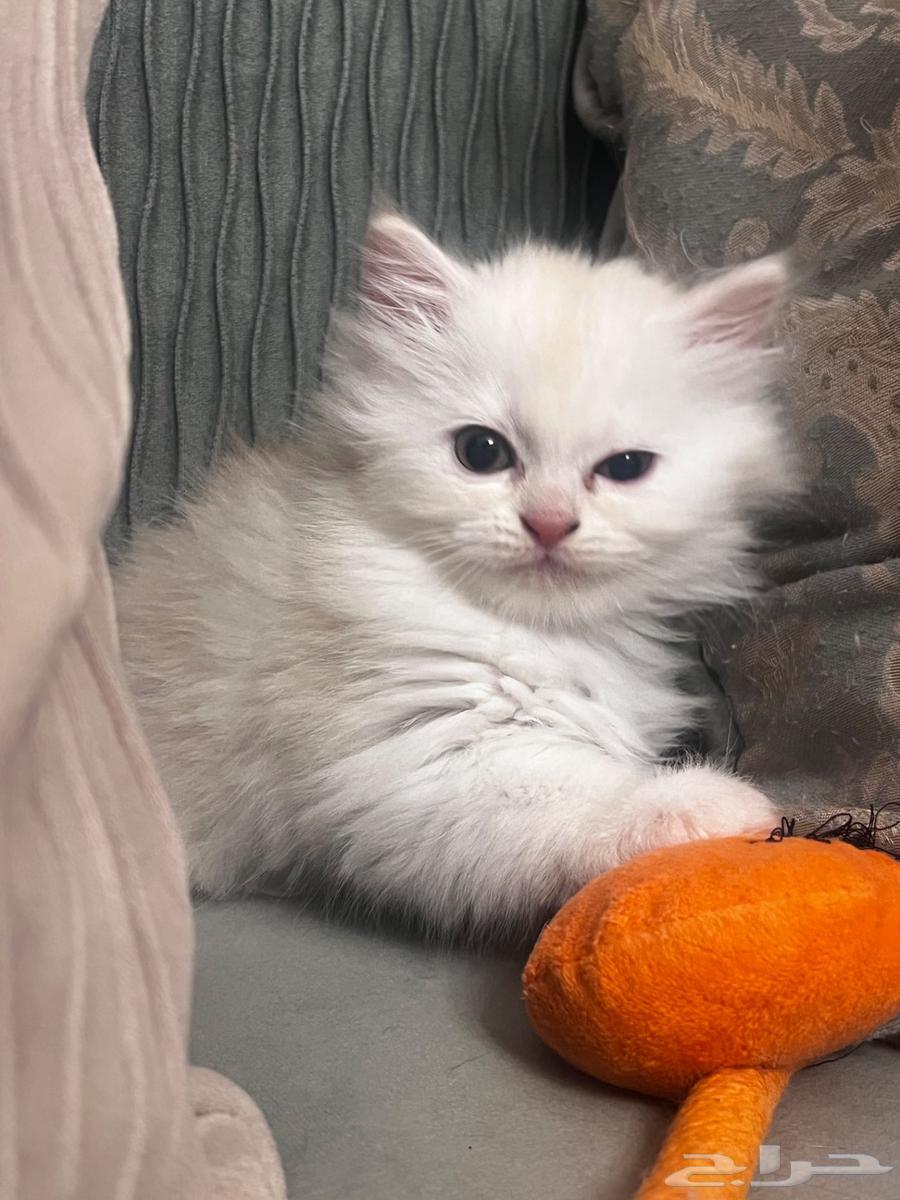 قطه للبيع ب 200 كيتن عمرها 3شهور64446256976641111
