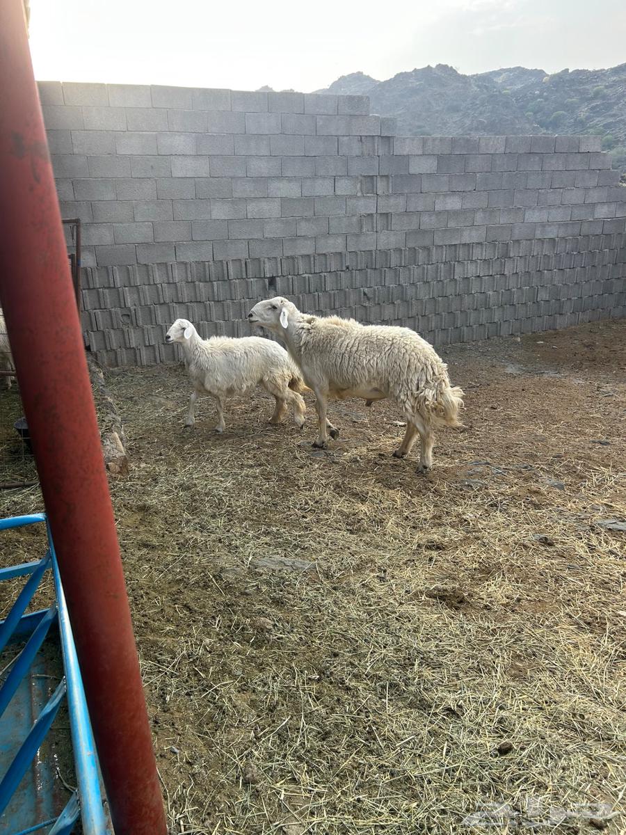 Conditional Quarter Horse Stallion64446767633665111