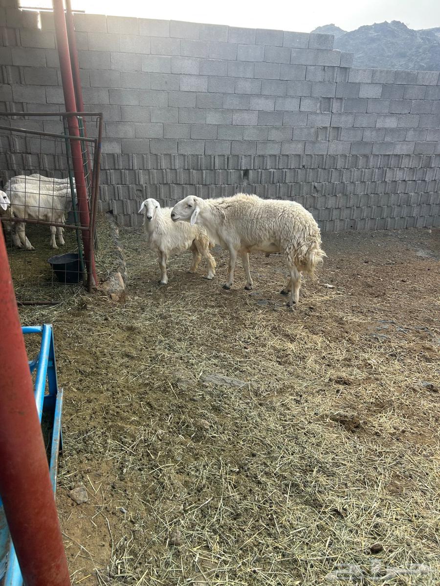 Conditional Quarter Horse Stallion64446767633665112