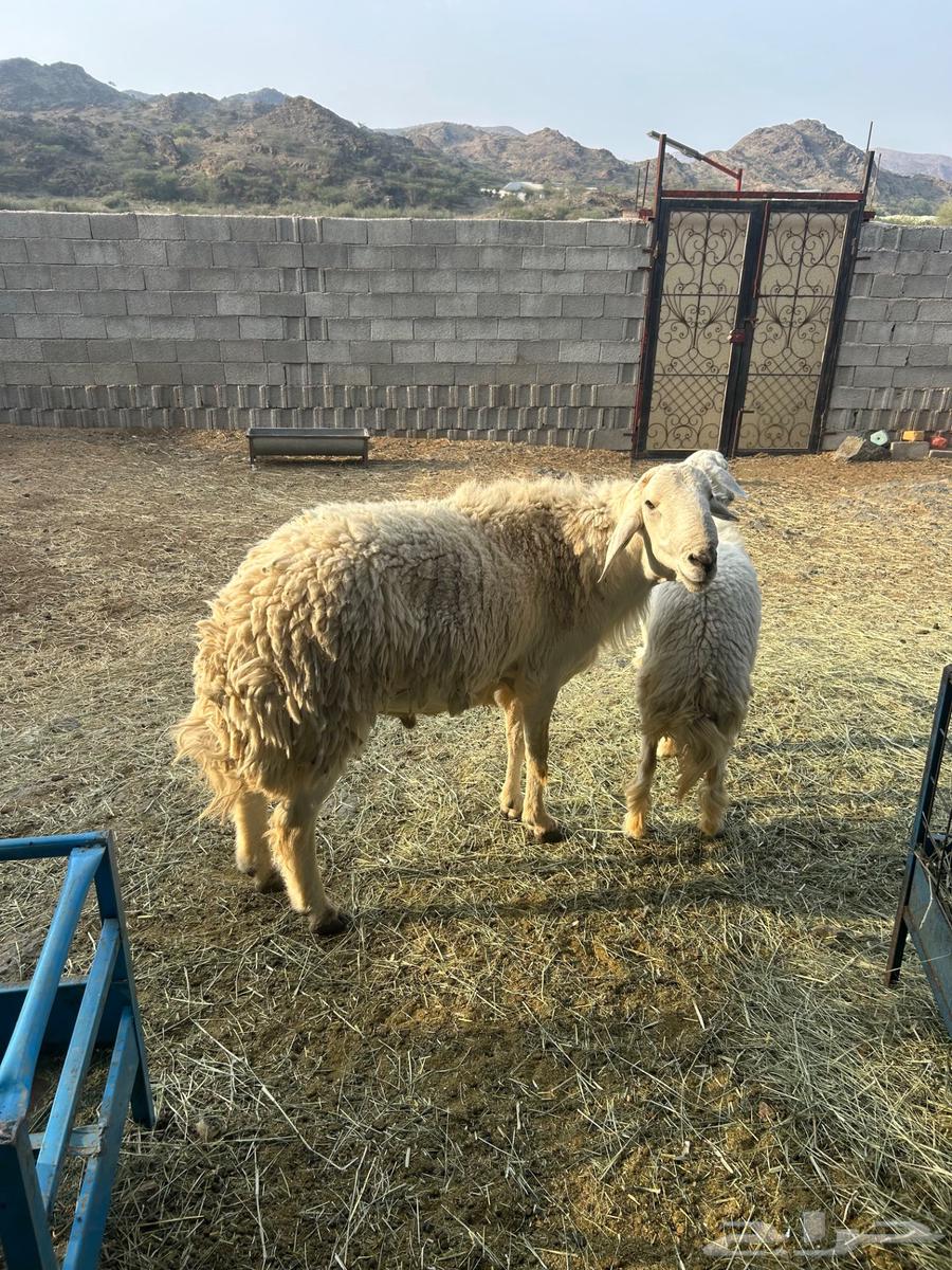 Conditional Quarter Horse Stallion64446767633665113