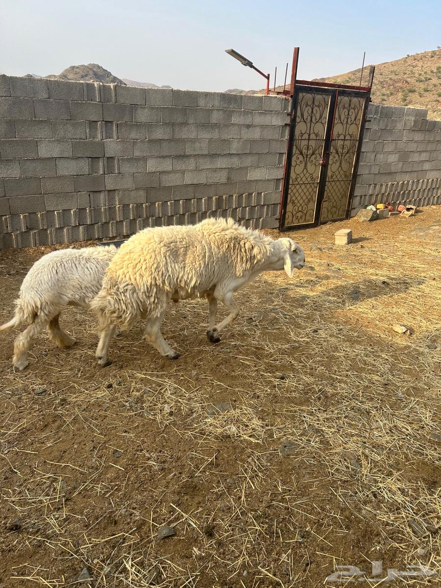 Conditional Quarter Horse Stallion64446767633665114