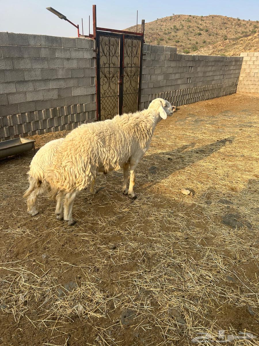 Conditional Quarter Horse Stallion64446767633665110