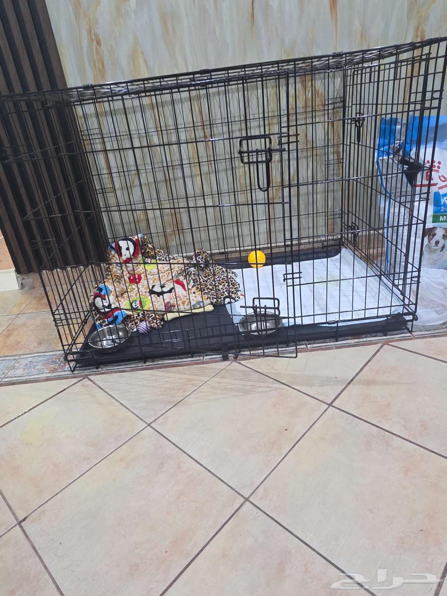 للبيع كلب مالتيز مكس بريد64447428776194110