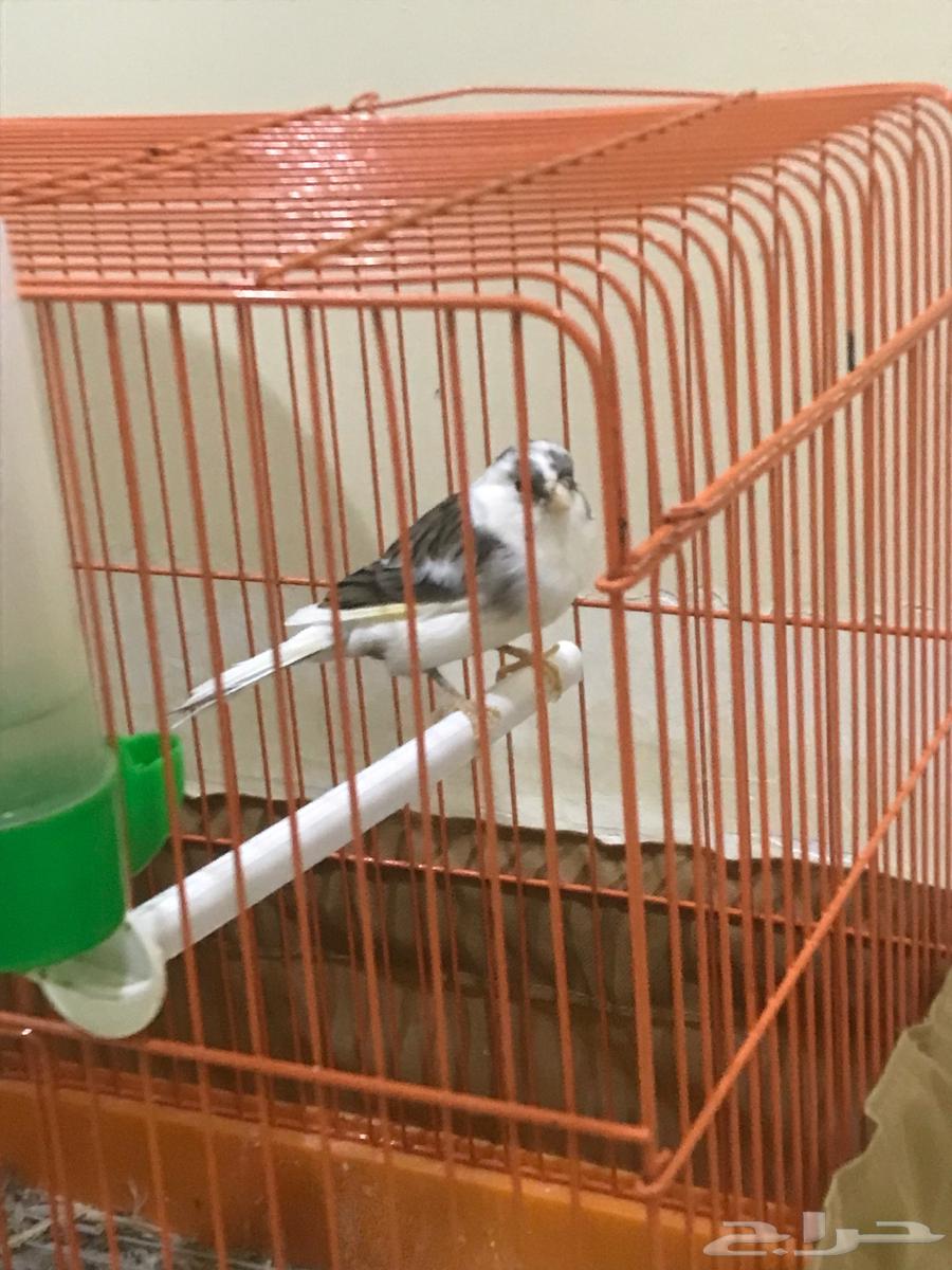 Canary bird64447428814210110