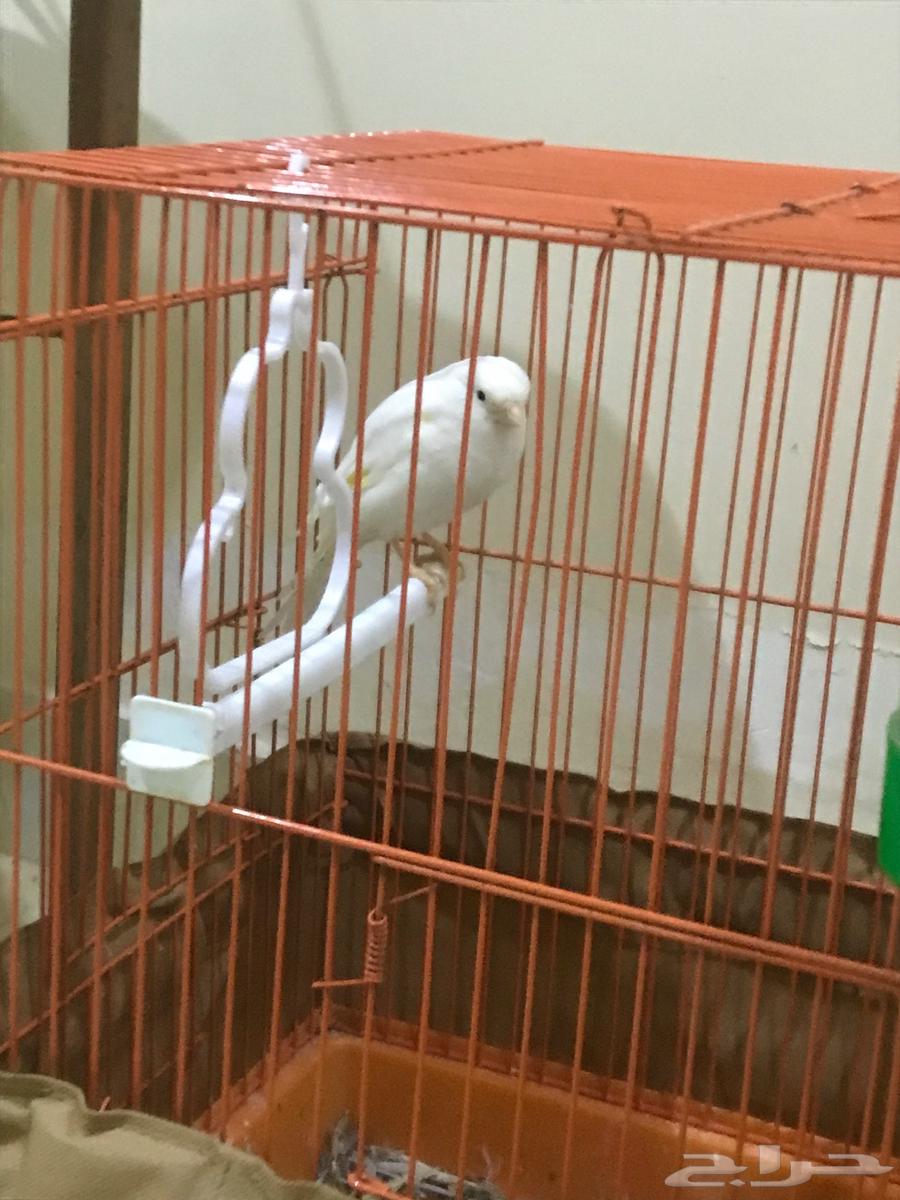 Canary bird64447428814210111