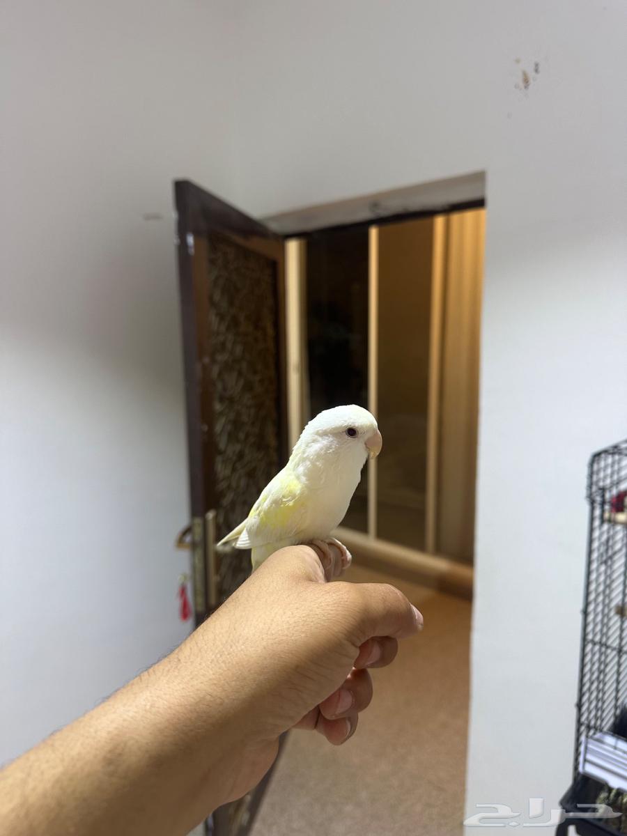 طير روز اينو عيونه حمر الجنس مو معروف64451646186371110