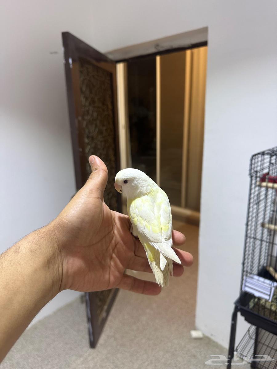 طير روز اينو عيونه حمر الجنس مو معروف64451646186371112