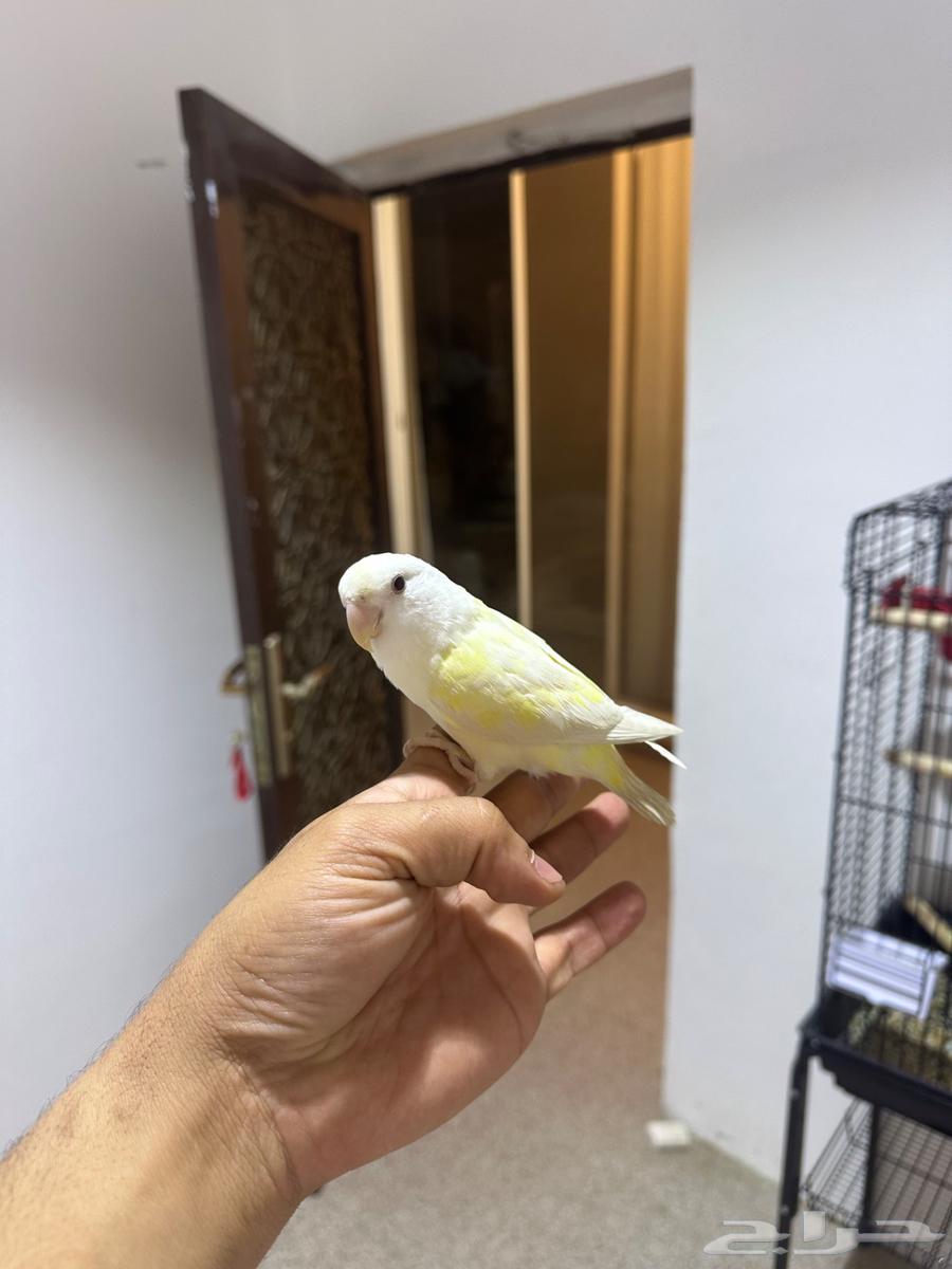 طير روز اينو عيونه حمر الجنس مو معروف64451646186371111