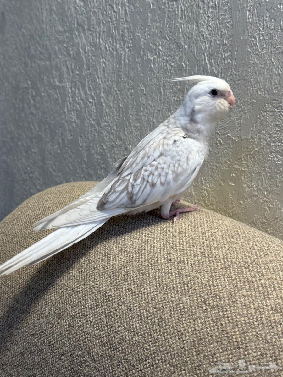 فرخ كروان هدد وايت فيس فراشه64449849619075112