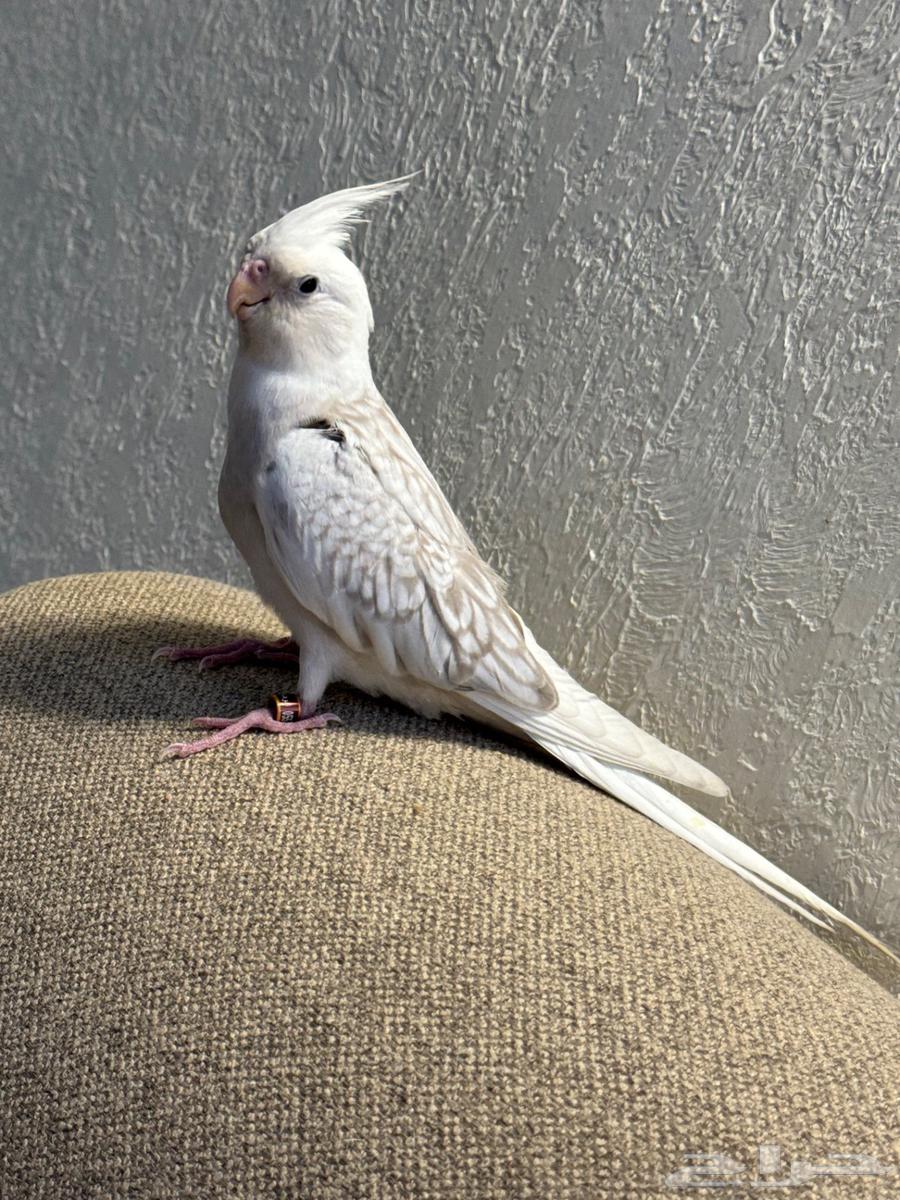 فرخ كروان هدد وايت فيس فراشه64449849619075113