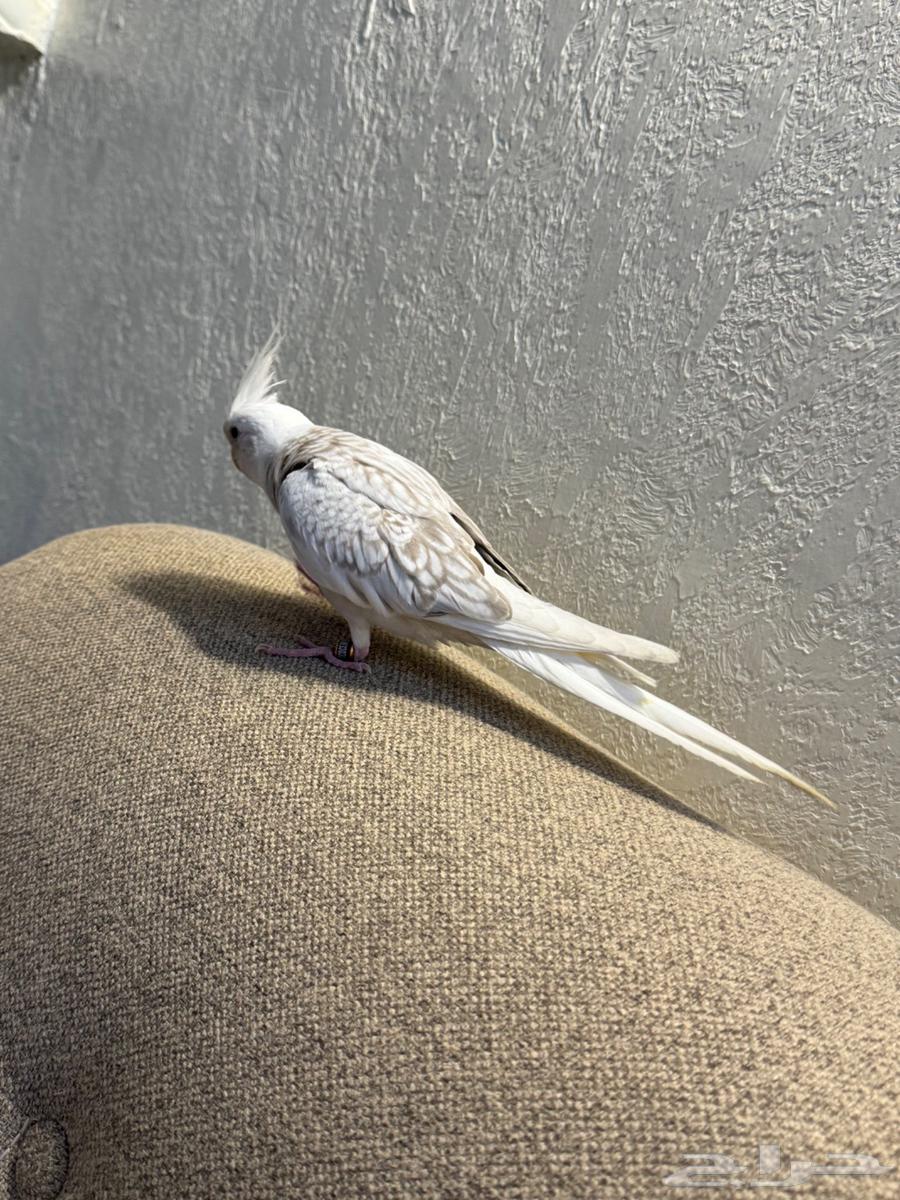 فرخ كروان هدد وايت فيس فراشه64449849619075114