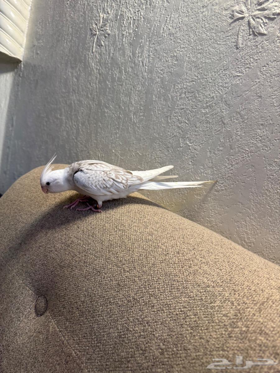 فرخ كروان هدد وايت فيس فراشه64449849619075111