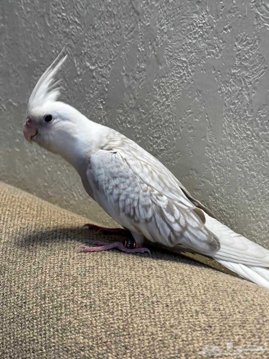 فرخ كروان هدد وايت فيس فراشه64449849619075110