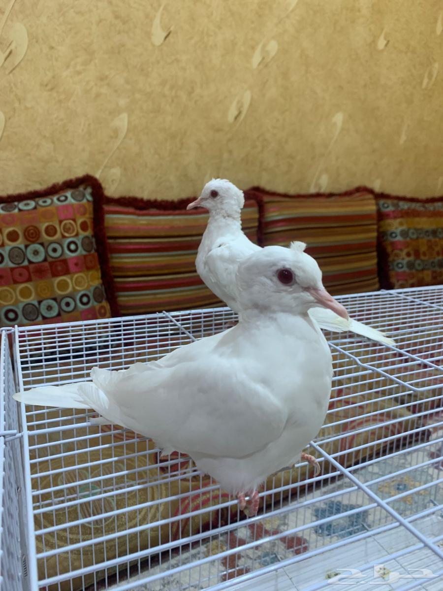 ياكريم لبينو64450251565825110