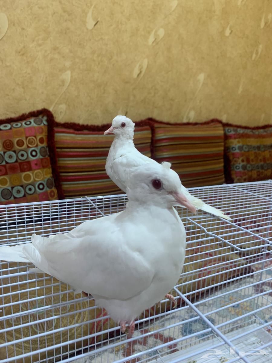 ياكريم لبينو64450251565825111