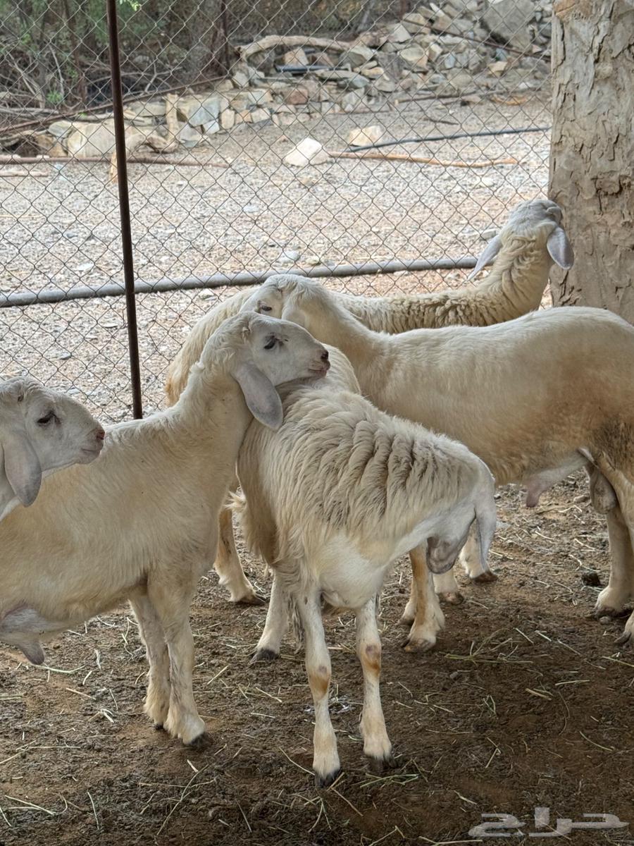 طليان فاخره تم البيع64443034098435110