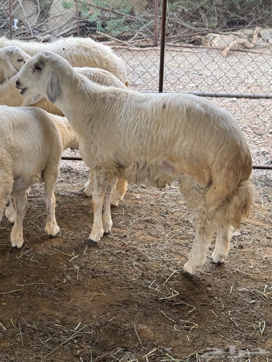 طليان فاخره تم البيع64443034098435111