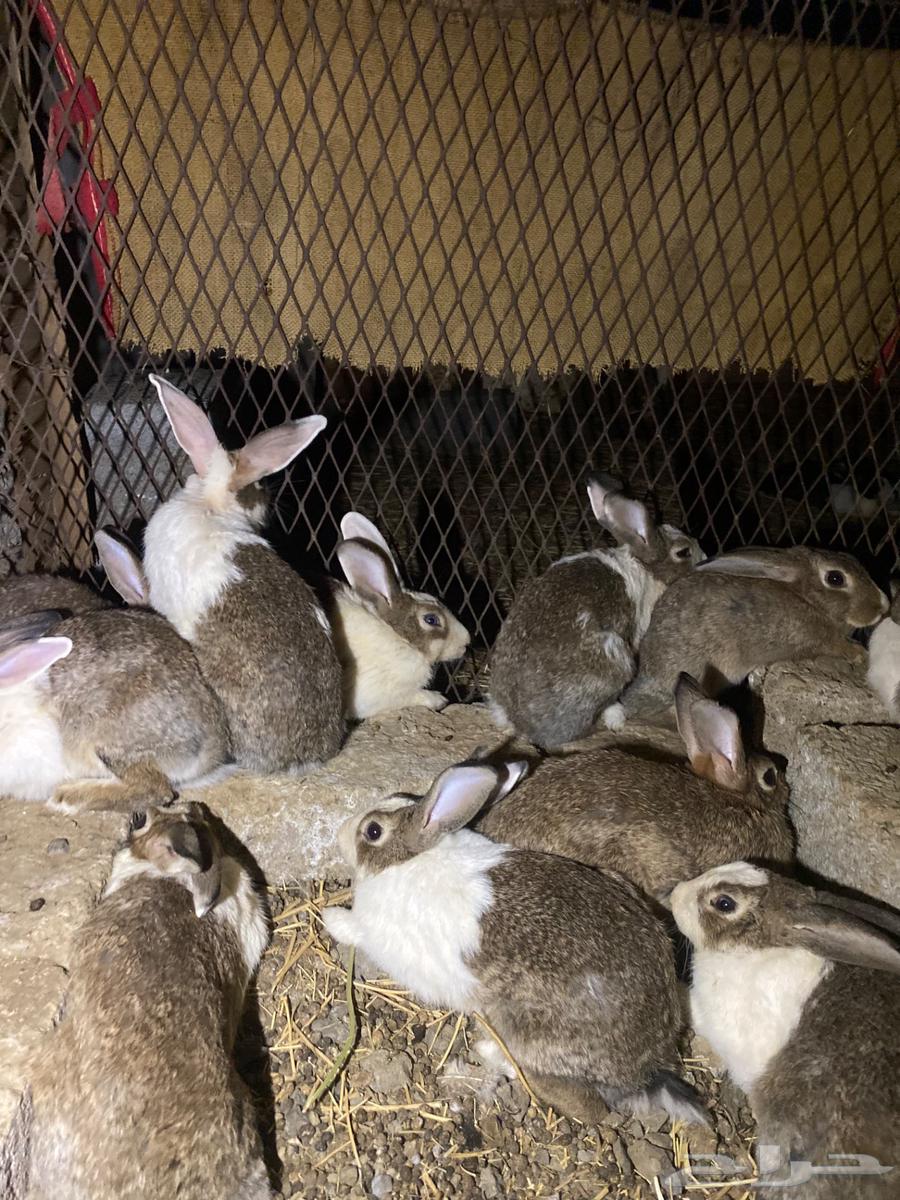 Rabbits for sale, local mother and French father, price 25 per piece, 30 for package64443101596802110