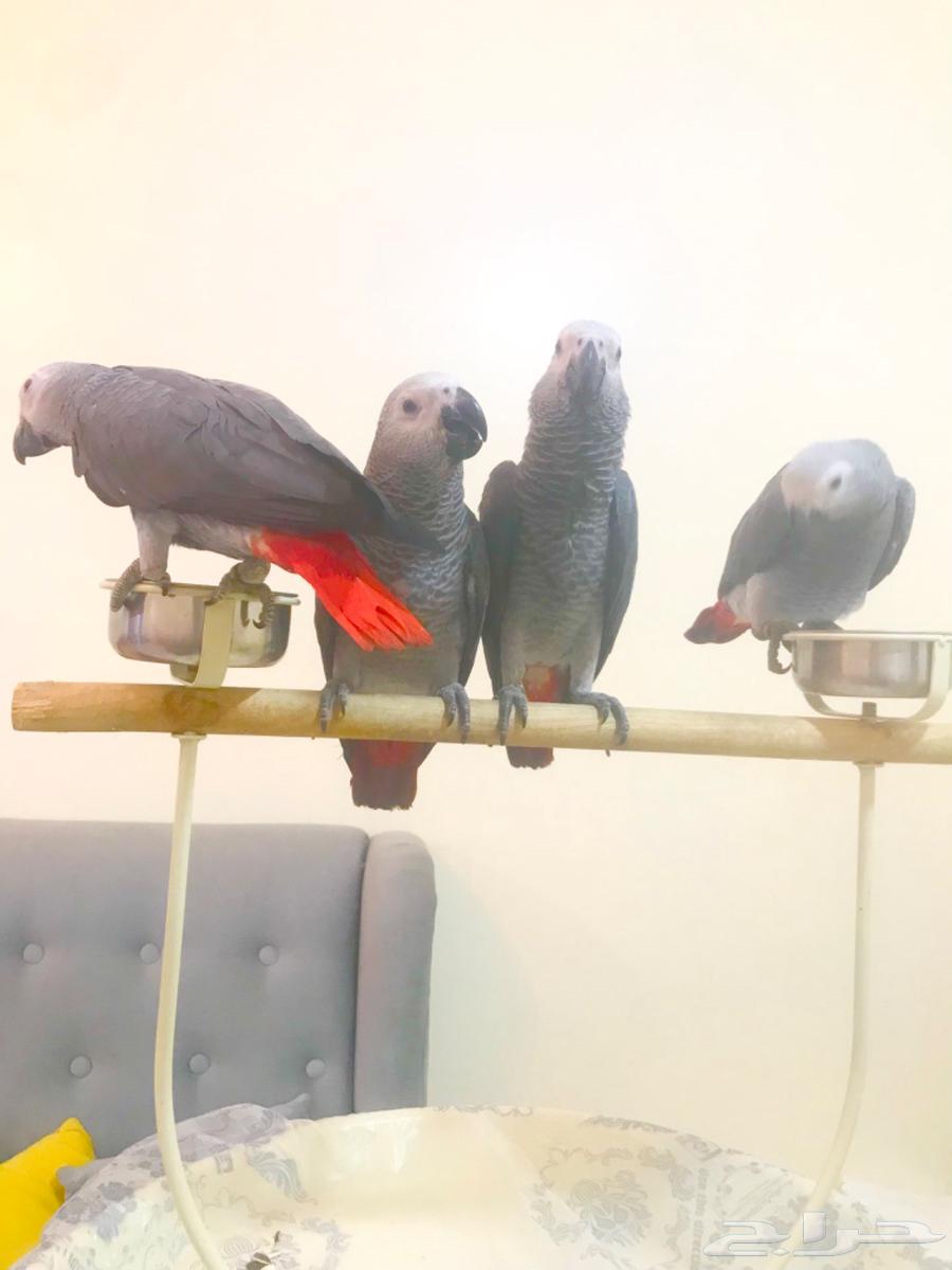 فروخ كاسكو جمله(تم البييع)64443114794882110