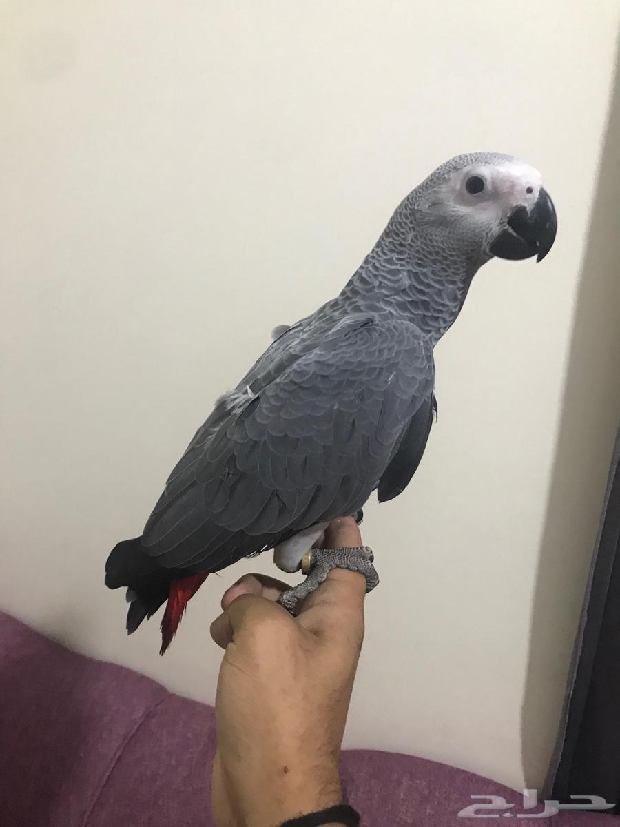 فروخ كاسكو جمله(تم البييع)64443114794882114