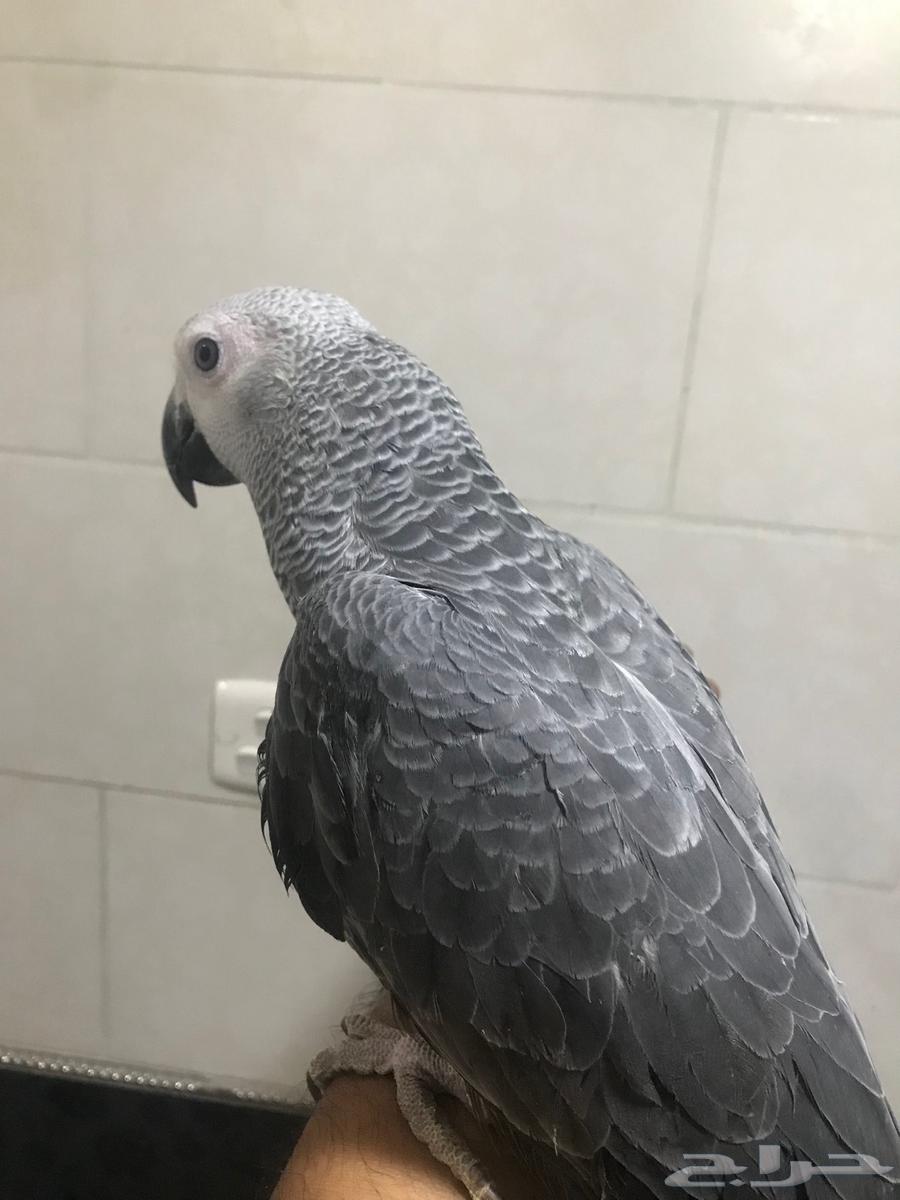 فروخ كاسكو جمله(تم البييع)64443114794882112