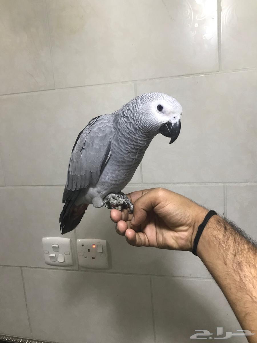 فروخ كاسكو جمله(تم البييع)64443114794882113