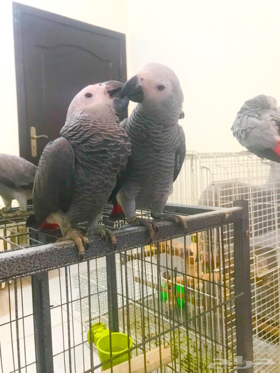 فروخ كاسكو جمله(تم البييع)64443114794882111