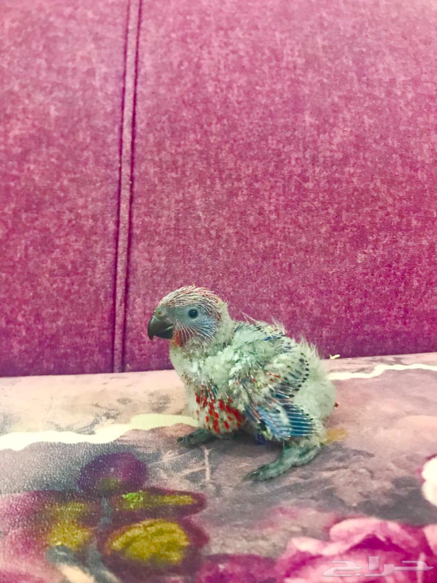 فرووخ رد لوري غر(تم البييع)64446510036099112