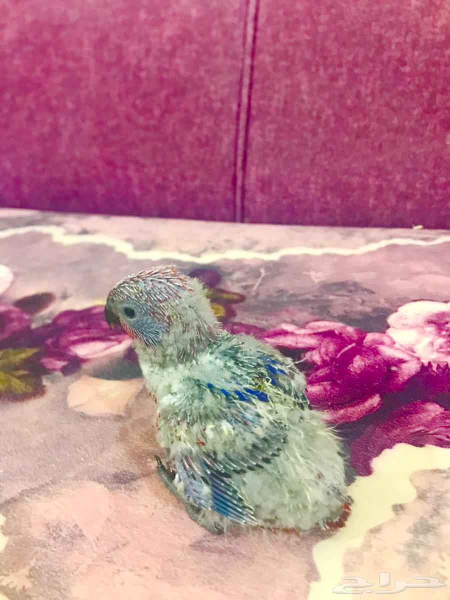 فرووخ رد لوري غر(تم البييع)64446510036099114