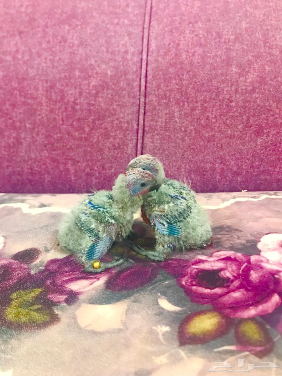 فرووخ رد لوري غر(تم البييع)64446510036099111