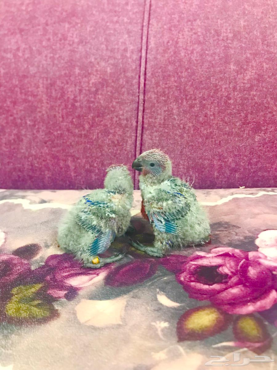 فرووخ رد لوري غر(تم البييع)64446510036099110