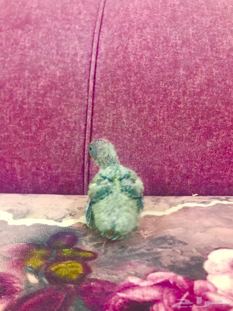 فرووخ رد لوري غر(تم البييع)64446510036099113