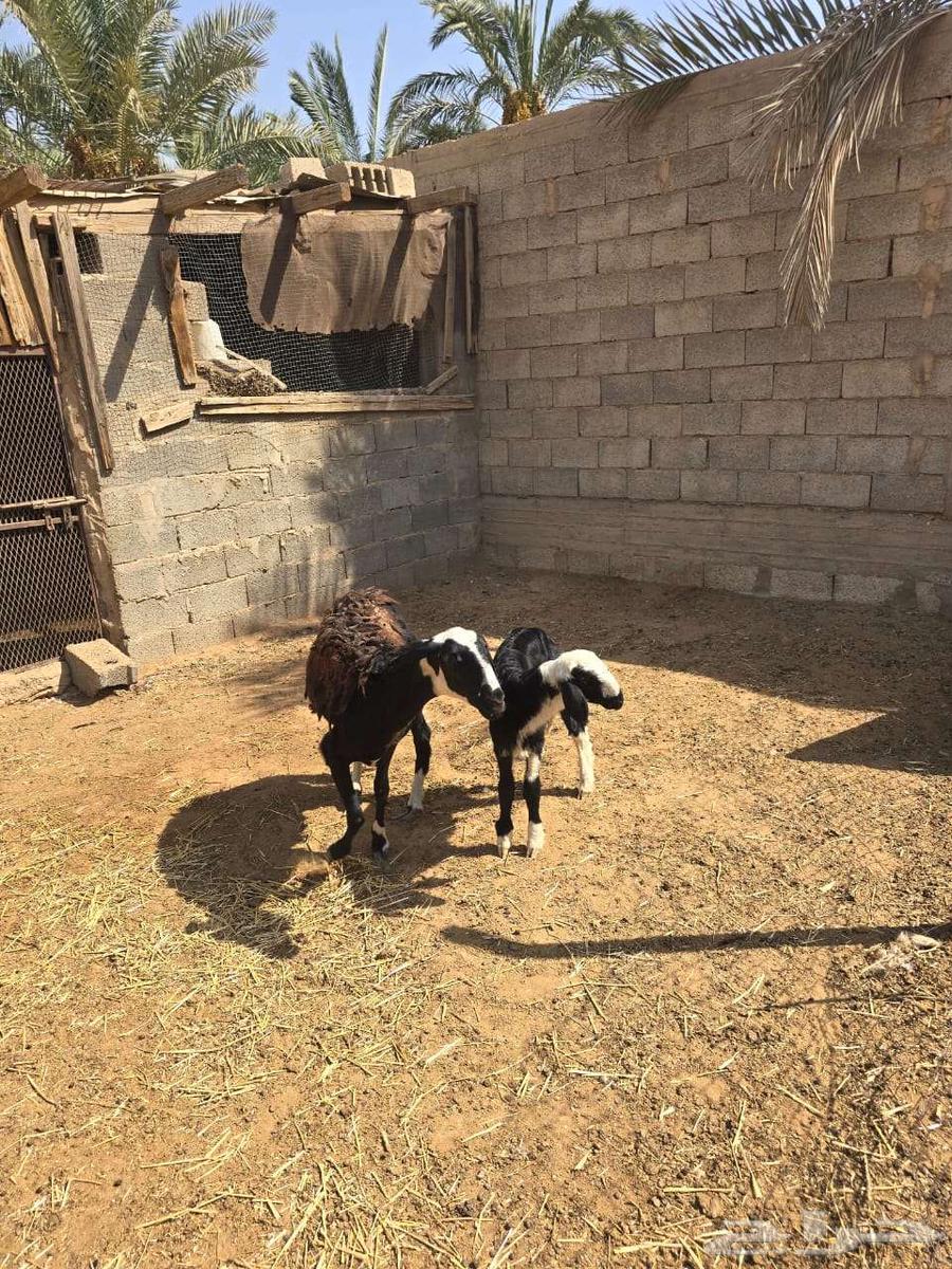 تم البيع تم البيع رخل هجين نجدي مع مغربيه64444043660161113