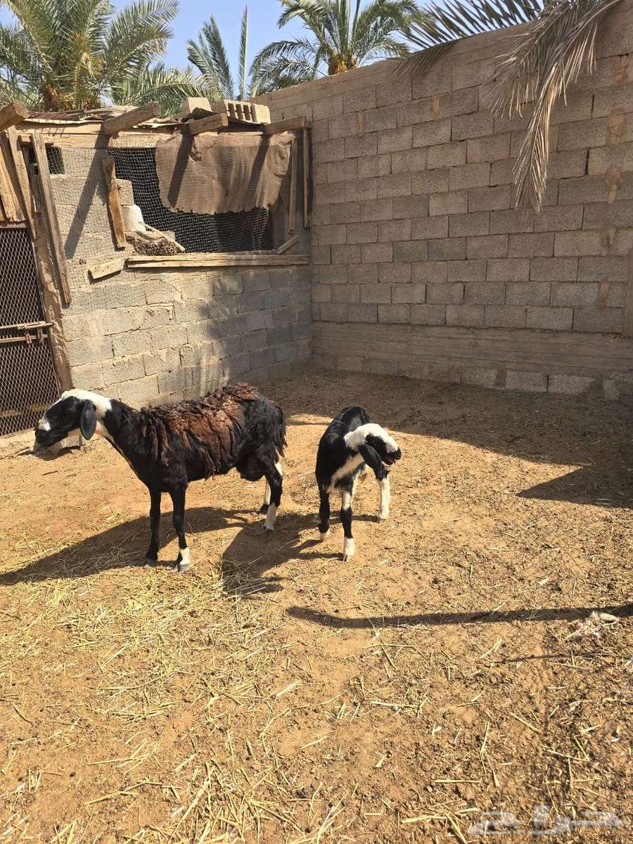 تم البيع تم البيع رخل هجين نجدي مع مغربيه64444043660161111